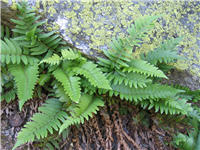 Lichen and fern